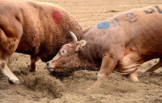 최강 싸움소 가려보자 청도 소싸움 1월9일 개막