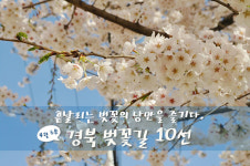 흩날리는 벚꽃의 낭만을 즐기다. 4월 초순 경북 벚꽃길 10선
