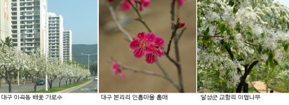 [즐겨봐요, 봄 꽃길] 배꽃·홍매·이팝나무 꽃길