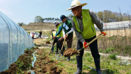 농협중앙회 경북본부, 강풍 피해 성주 참외농가 특별지원