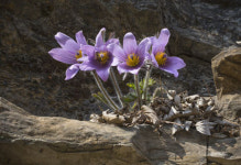 야생화 속 생명의 신비…CU갤러리 6∼19일 박영봉 신부 초대전