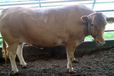 경북한우 품평회 최우수 한우 1,208만8천원에 팔려