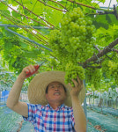 수확 앞둔 '이육사 청포도'