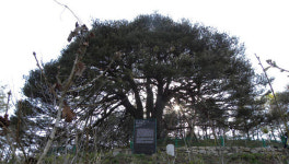 영양 석보면 천연기념물 ‘만지송’ 후계목 육성