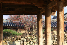 [독자가 찍다-나도 사진기자] 고택에 잘 익은 빨간 산수유
