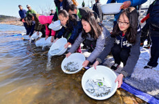연어야, 무럭무럭 자라 고향 돌아오렴 경북민물고기연구센터 방류 행사