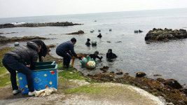 구룡포읍 하정2리·석병2리, 전복 치패 10만5천마리 방류