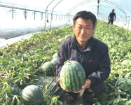 고령 우곡수박 첫 출하