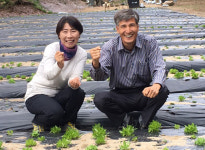 [새로운 삶과 소득이 있는 귀농 1번지 경북] 4.성공기-와송 재배