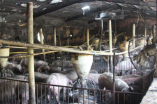 군위 돼지농장 화재, 600여마리 폐사