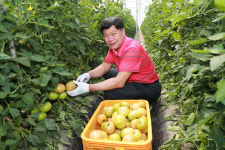 예천 돌 토마토 본격 출하…1상자 2만5천원
