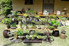 만병초·금낭화…경주 다봉마을 야생화 전시회