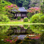 채화정에 만개한 배롱나무