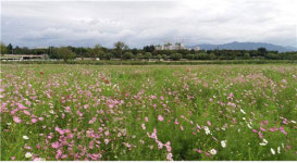 금호강 하중도서 코스모스 정취 만끽하세요