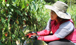 탄저병 사과·칼라병 고추 따내기 바쁜 농민 한숨