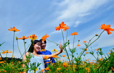 금호강 하중도 코스모스 활짝