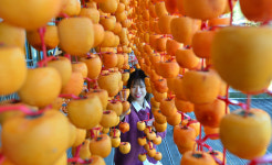 짙어지는 가을, 익어가는 곶감