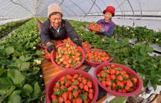 딸기 탐스럽게 익었네