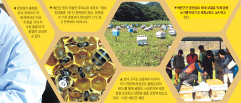 예천양봉협회효자지점 | [양봉산업 메카 예천] 면역력·생산성 뛰어난 '장원벌' 개발…꿀벌 농가 700억 더 번다