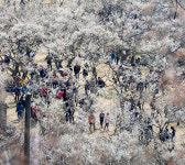 [新 팔도유람 한국지방신문협회 공동기획]  경남 양산 원동 매화마을