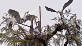 천덕꾸러기 신세…삼성창조캠퍼스 왜가리