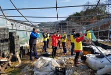 왜관농협, 눈 피해 농가 일손돕기