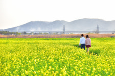 하중도 4월 7일~5월 7일 개방 벚꽃 다음은 유채꽃