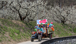 김천자두꽃축제 7일부터…자두꽃길 달리는 경운기 꽃마차