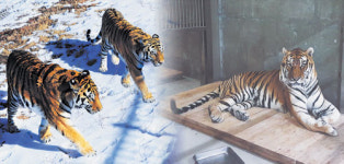 백두산 호랑이 으르렁…내달 3일 봉화 국립백두대간수목원 정식 개장