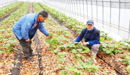 포항 죽장면 체험농업인 손강호 씨 싱싱한 산나물, 현지에서 직접 요리해 먹어요