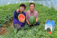 달성군 옥포수박 본격 출하시작…토양·일조량 좋아 당도 우수