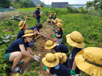 나눔의 텃밭 감자 캐기 체험행사