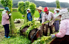 안동포 원료, 대마 수확 한창