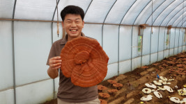 수확량 극대화한 신 영지버섯 재배법에 성공한 칠곡군 오순기 씨