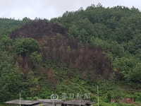 안동 한 야산에 죽은 나무 수백그루. 혹시 재선충?
