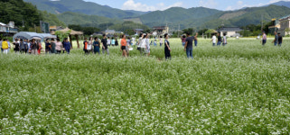 [흥]메밀꽃 필 무렵, 들썩이는 봉평