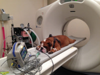 반려동물 의료 첨단화의 명과 암…CT·MRI 검사로 완치되거나 높은 치료비 탓에 유기되거나