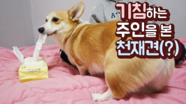 주인이 기침하면 휴지 갖다 주는 천재 웰시코기?…우리 개도 가능할까?