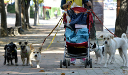 [강추! 대구경북 애견동반 산책길 50] 멍멍∼ 산책 꼭 해야하는 이유요?