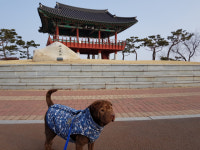 [강추! 대구경북 애견동반 산책길 50] <3> 대구 북구 침산공원 둘레길