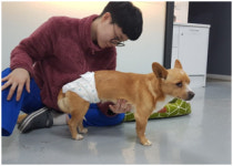 [박순석의 동물병원 24시] 하반신 마비된 봉이의 재활 스토리