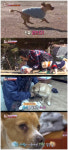 [박순석의 동물병원 24시] 하반신 마비된 봉이의 재활 스토리