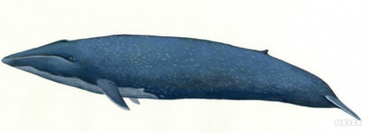 세상에서 가장 큰 고래는 무엇? 최대 33.58m 흰긴수염고래 가장 커