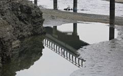 [독자 제보] 사문진나룻터 하식애 물구덩이에 갇힌 물고기