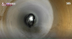 [박순석의 동물병원 24시] 총탄 박힌 채 버림받은 사냥개 사랑이