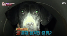 [박순석의 동물병원 24시] 총탄 박힌 채 버림받은 사냥개 사랑이