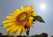 3/22 잼라이브 오늘의 힌트 하지(夏至)=24절기 중 낮이 가장 긴 절기, 올해 6월 22일, 반대는 동지(冬至)