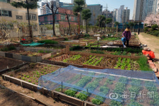 [도시농업이 경쟁력이다]6. 침산 2차 화성타운 텃밭