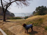 [강추! 대구경북 애견동반 산책길 50] ⑦ 포항 환호공원 ~ 영일대해수욕장