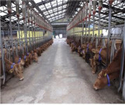 [4차 산업혁명과 선진 경북 농업] 경북도 빅데이터 활용 스마트 축산